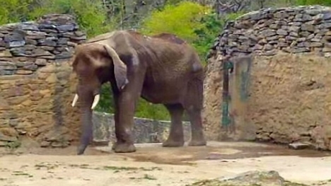 Video: Hình ảnh voi đói ăn đến trơ xương gây lo ngại ở Venezuela